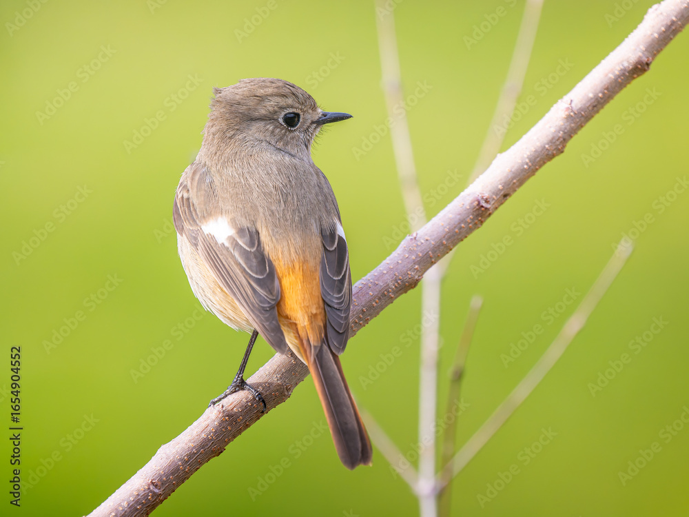 Fototapeta premium 枝にとまるジョウビタキのメス