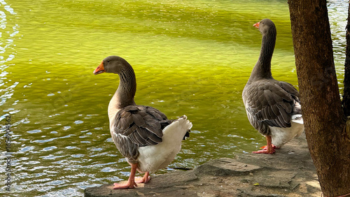 geese in the zoo's pond
