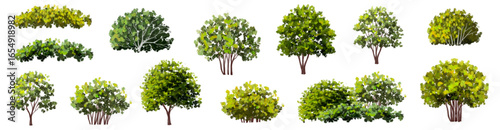  Vector watercolor green  tree or forest side view isolated on white background for landscape and architecture drawing,elements for environment or and garden,Shrub for section