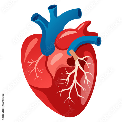 Vibrant anatomical heart illustration symbolizing life, health, and medical science, perfect for healthcare and wellness promotions