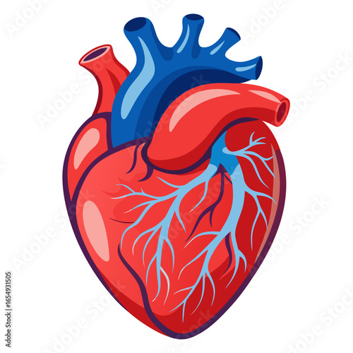 Vibrant human heart illustration representing life, health, and medical science, perfect for healthcare and educational use cases