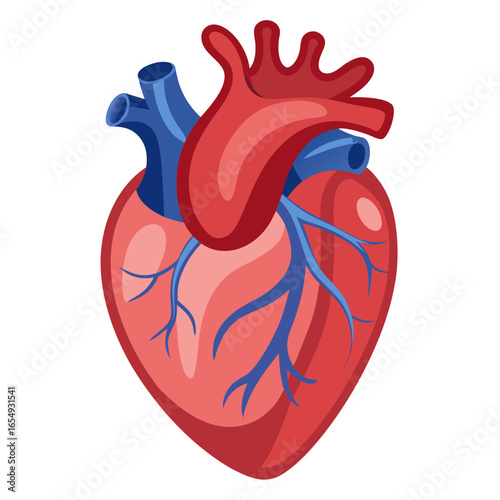 Vibrant anatomical human heart illustration symbolizing life, health, and medical science, perfect for healthcare and wellness campaigns.