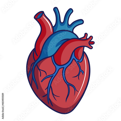 Vibrant anatomical heart illustration symbolizing life, health, and medical awareness, perfect for healthcare and science communication