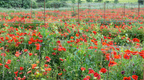 field of beautiful poppies cultivated in Provence in france
