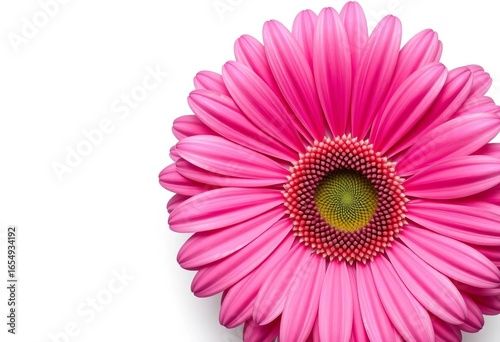 A vibrant pink gerbera daisy, fully bloomed, isolated against a pure white backdrop Viewed from directly above,  wallpaper,   photography