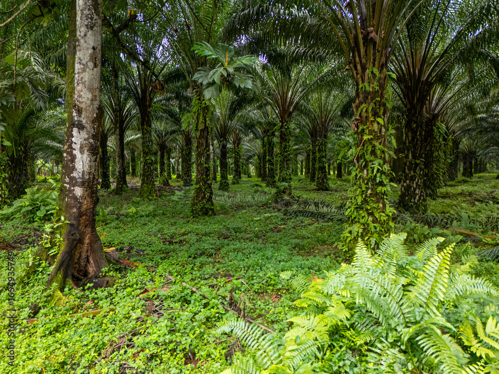 Fototapeta premium Sao Tome and Principe - Aerial View of Oil Palm Plantation. Lush Green Agricultural Landscape in Tropical Environment. 
