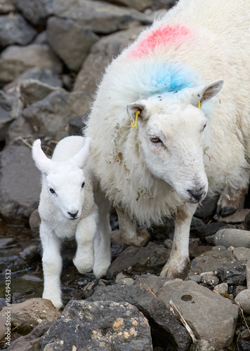 cute familiy of Scottish hi...