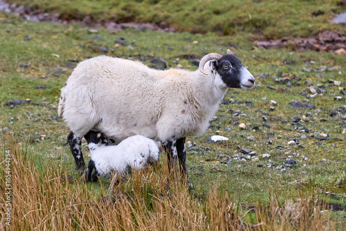 cute familiy of Scottish hi...