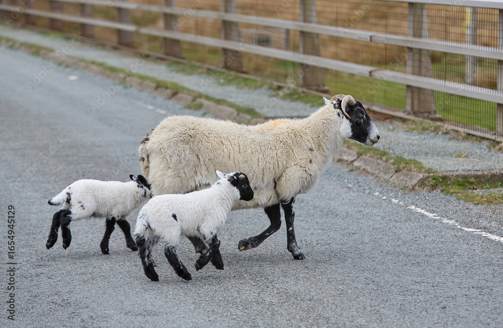 Obraz premium cute familiy of Scottish highland sheep