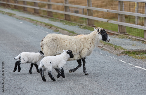 cute familiy of Scottish hi...