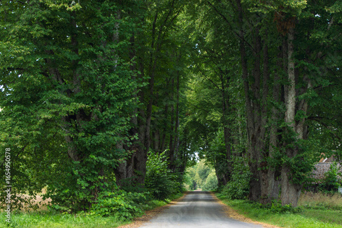 road through the forest, trees