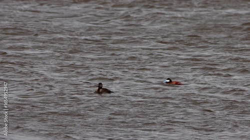 Ruddy Ducks swim in choppy water on a stormy day at Arapaho National Wildlife Refuge in Colorado