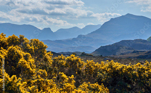 Photos Landscape with blooming gorse in the Highlands of northern Scotland, Great Brita