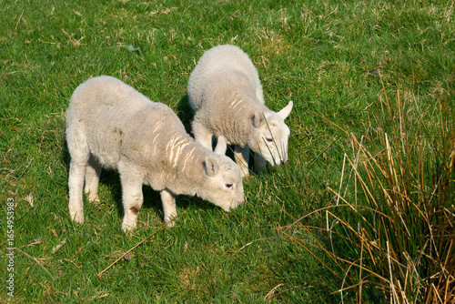 cute familiy of Scottish hi...