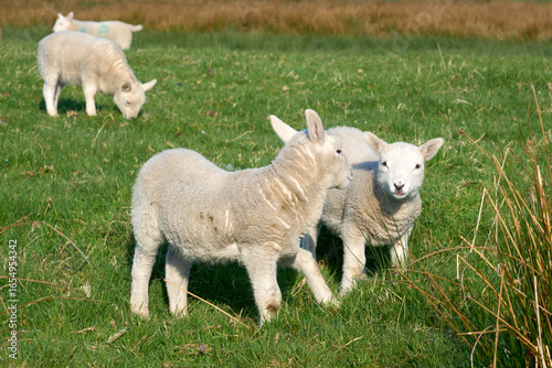 cute familiy of Scottish hi...