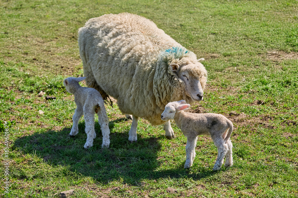 Fototapeta premium cute familiy of Scottish highland sheep