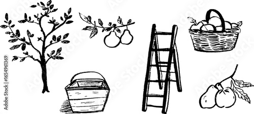 Black and white sketch illustrations of apple harvest elements for design