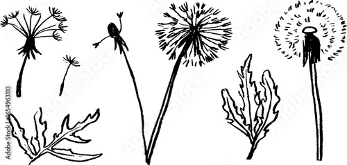 Black and white dandelion sketches collection for botanical design