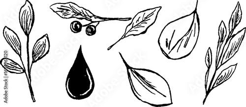Black and white botanical sketch collection of leaves and dewdrops for design and decoration