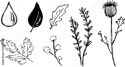 Black and white botanical sketch set with dew drops and various leaves