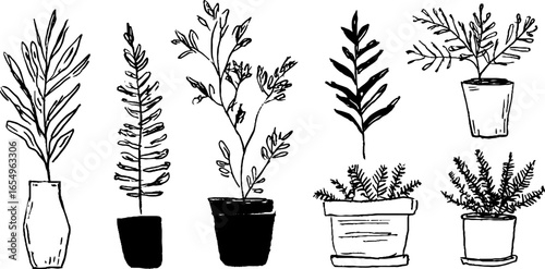 Black and white sketch illustration set of fern plants in pot design for botanical art and posters