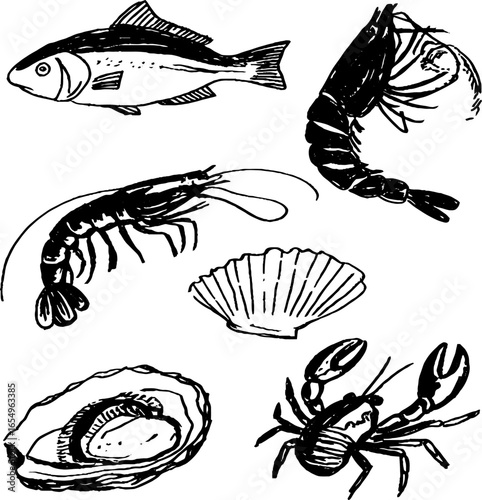 Black and white hand drawn illustration set of sea creatures and shells for design and decor