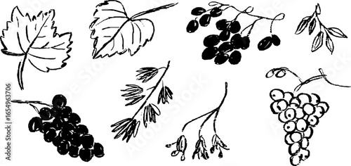 Black and white sketch set of grape and leaves for design projects