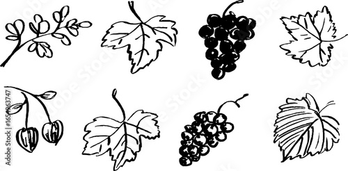 Black and white grape sketch collection for design and decor