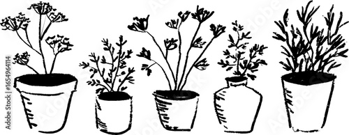 Black and white hand drawn herb sketch collection for botanical art designs