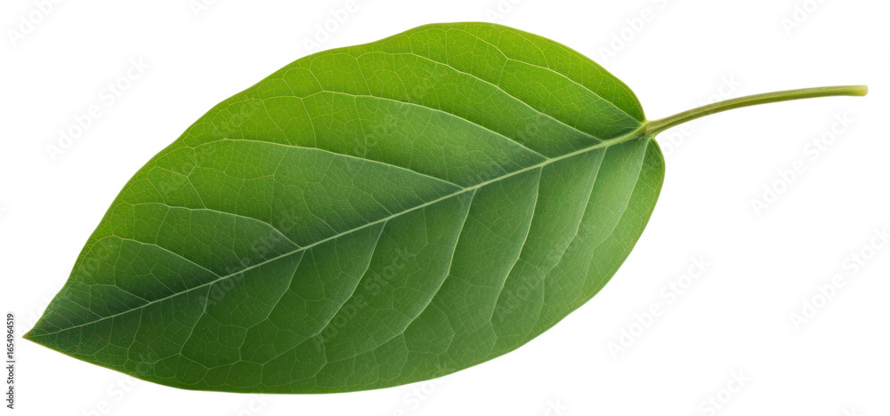 Obraz premium PNG Green leaf plant white background freshness.