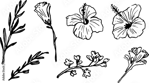 Floral sketch collection: black and white hibiscus and leaf designs for creative projects