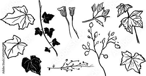 Black and white sketch illustration set of ivy leaves and botanical elements for design