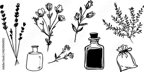 Botanical black and white sketch collection of lavender and floral elements for natural design