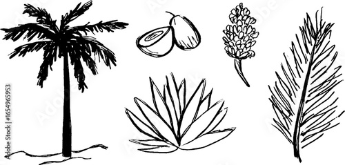Black and white sketch set of tropical palms and leaves for design