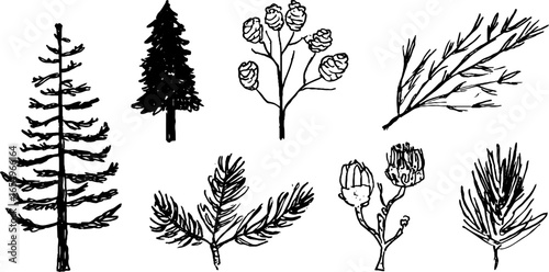 Black and white sketch collection of pine trees and cones for nature design