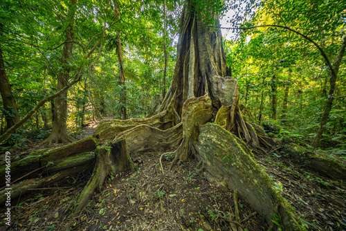 A towering kapok tree in the Amazon rainforest, surrounded by dense greenery and smaller plant species