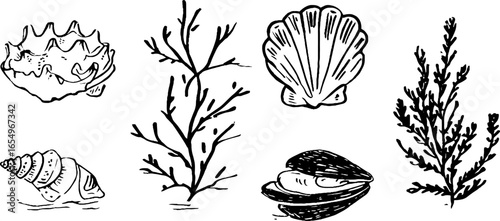 Black and white sketch collection of seaweed and shells for nautical design