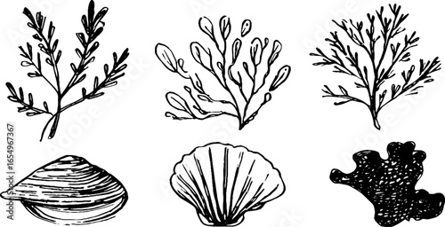 Black and white sketch collection of seaweed and shell illustrations for design and decoration
