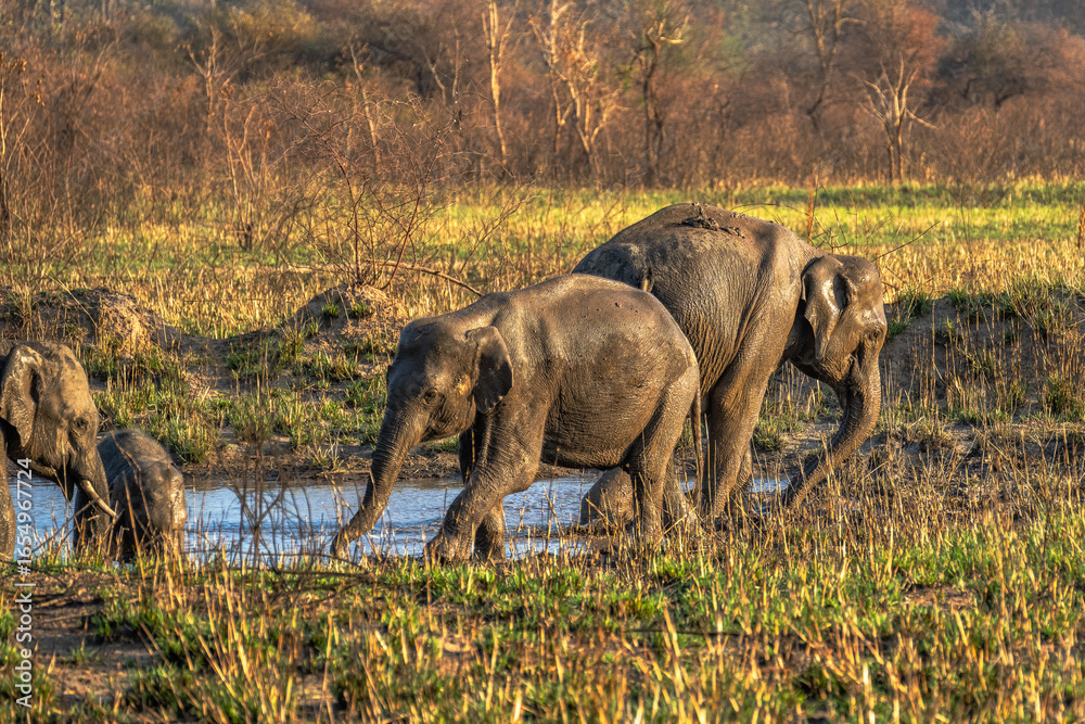 Fototapeta premium Asian elephant. Elephas maximus A tusked male Asian elephant in Bandipur National Park, Karnataka, India in the west, Nepal in the north, Sumatra in the south, and to Borneo in the east