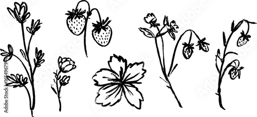 Hand drawn black and white sketch set of strawberries and flowers for artistic design