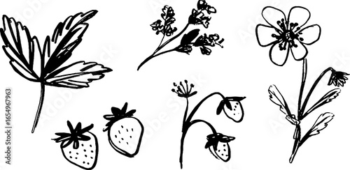 Black and white sketch set of strawberries and floral elements for art design