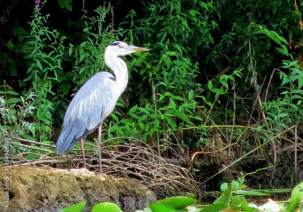 Fototapeta premium Majestic Grey Heron Poised by the Waters Edge Amidst Lush Green Vegetation
