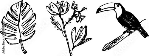 Black and white sketch set of toucan, tropical leaf, and flower for creative design