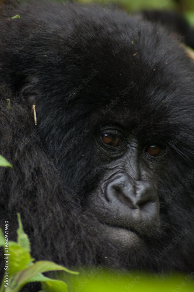 Obraz premium A close-up shot of a gorilla's face, showcasing its dark fur, wrinkled skin, and expressive eyes.
