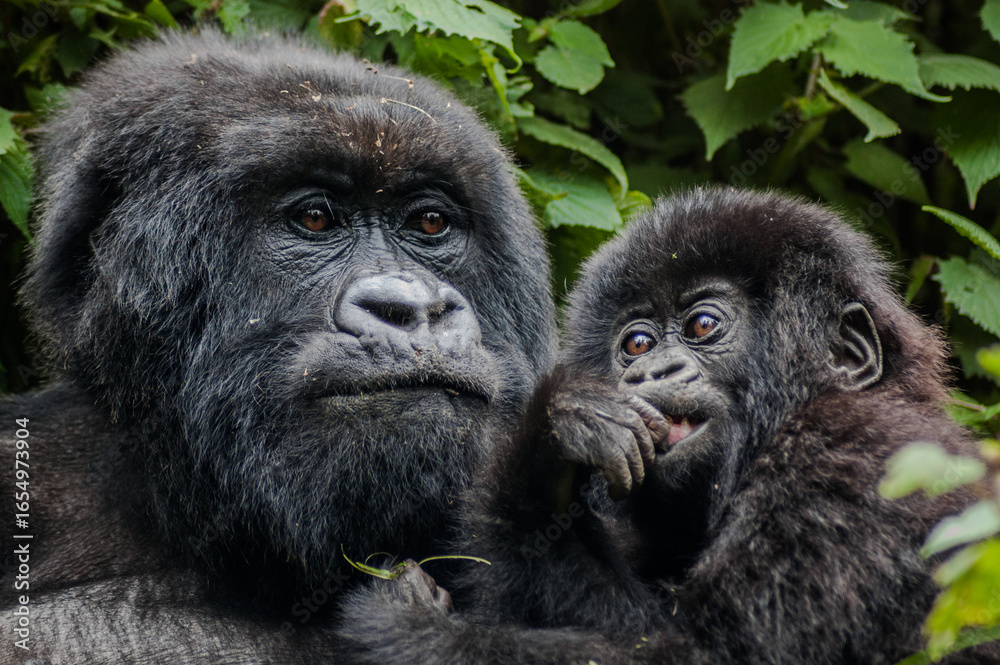 Obraz premium Mother and baby, Bwindi Impenetrable Forest in Uganda