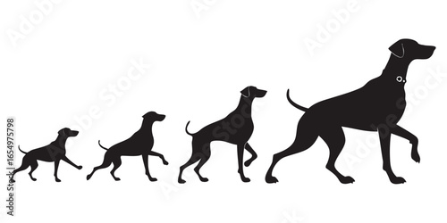 Four black dog silhouettes showing growth from puppy to adult dog development
