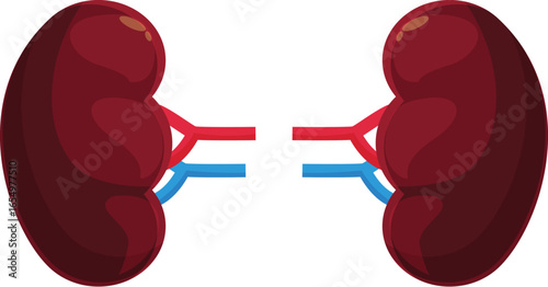 Healthy kidneys filtering blood and regulating body fluids, essential for urinary system health