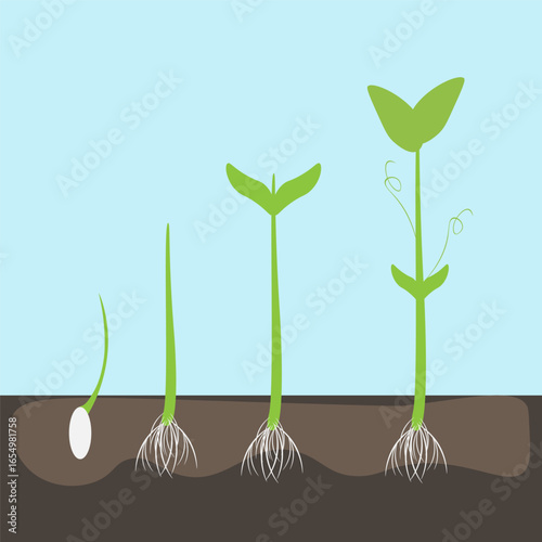 In the ground, sprouted green shoots with roots from the seed. Vector illustration