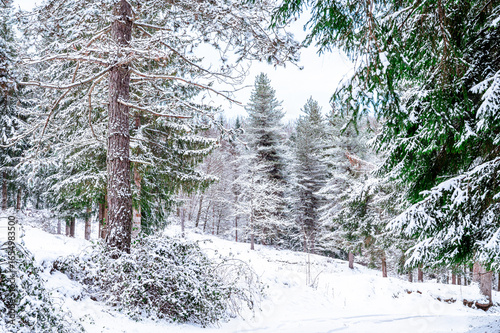 Winter landscape with snow on the trees