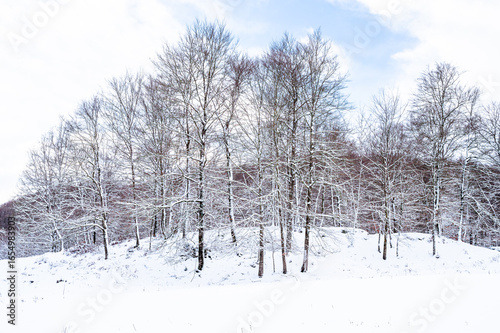 Winter landscape with snow on the trees